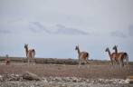 Um grupo de guanacos, no caminho para El Chaltén, na patagônia argentina
